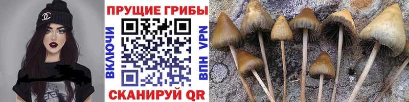 darknet клад  ОМГ ОМГ маркетплейс  Псилоцибиновые грибы GOLDEN TEACHER  Зеленоградск  цены наркотик 